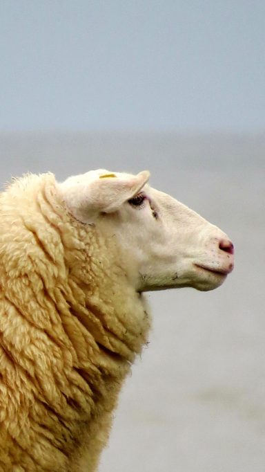 Schaf auf einem Deich an der Nordsee