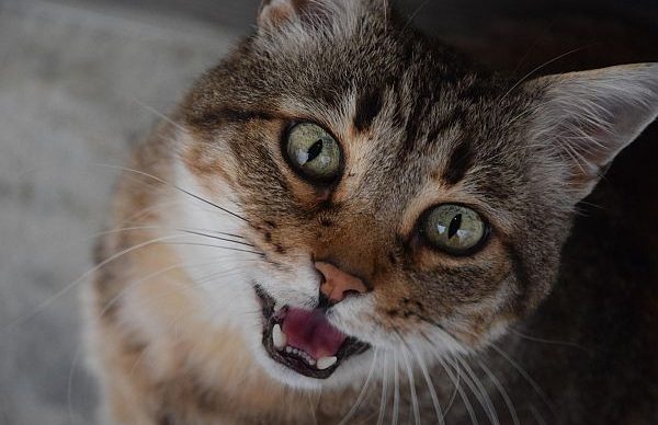 Tierkommunikation – Was ist Tierkommunikation und wie funktioniert sie