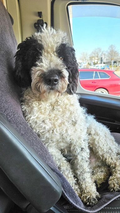 Odin im Womo auf Dirks Platz