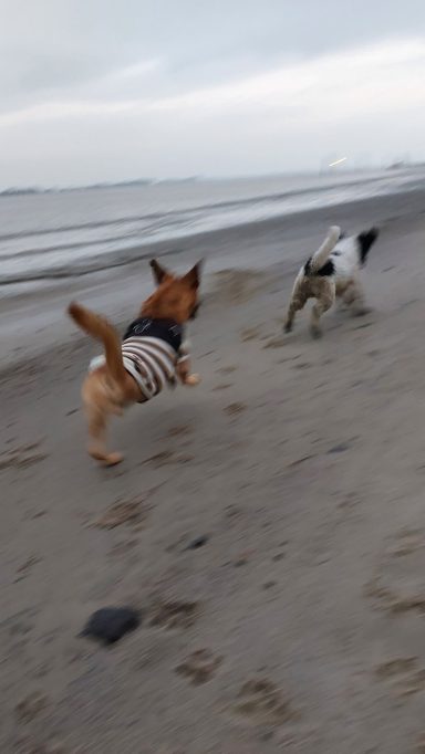 Pistón und Odin am Weserstrand